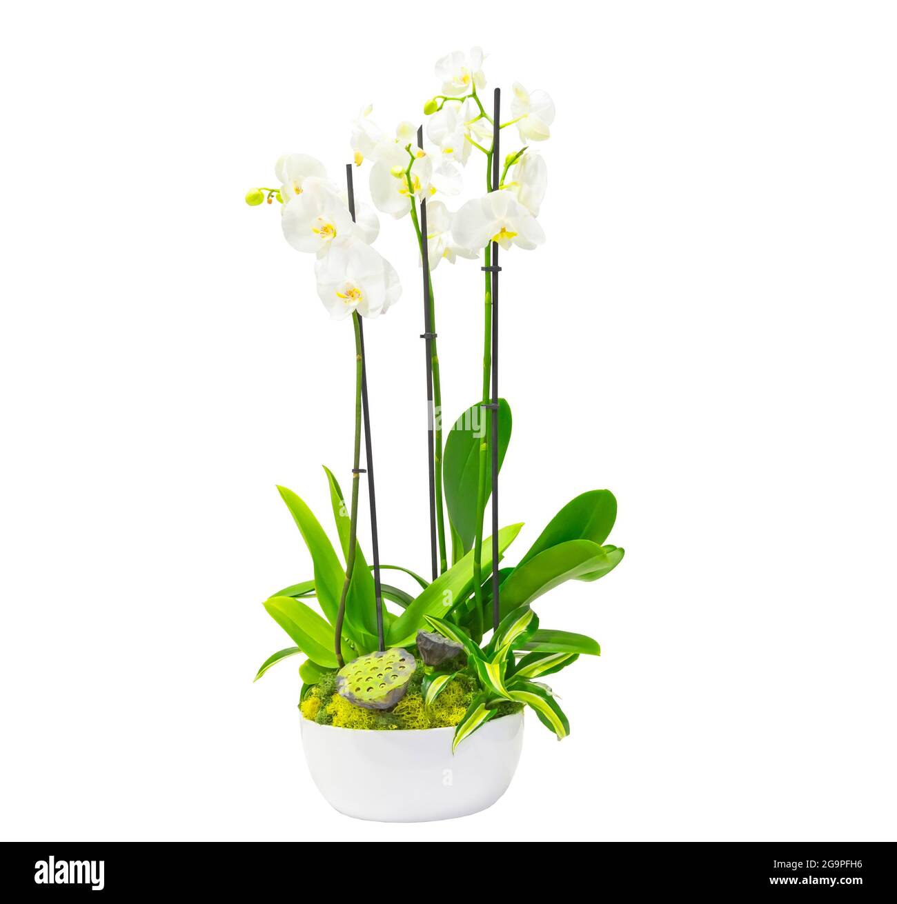 Composition des plantes dans un pot blanc bas d'orchidées à fleurs blanches, graines mûres d'inflorescences de lotus, dracaena et mousses. Isolé sur fond blanc Banque D'Images