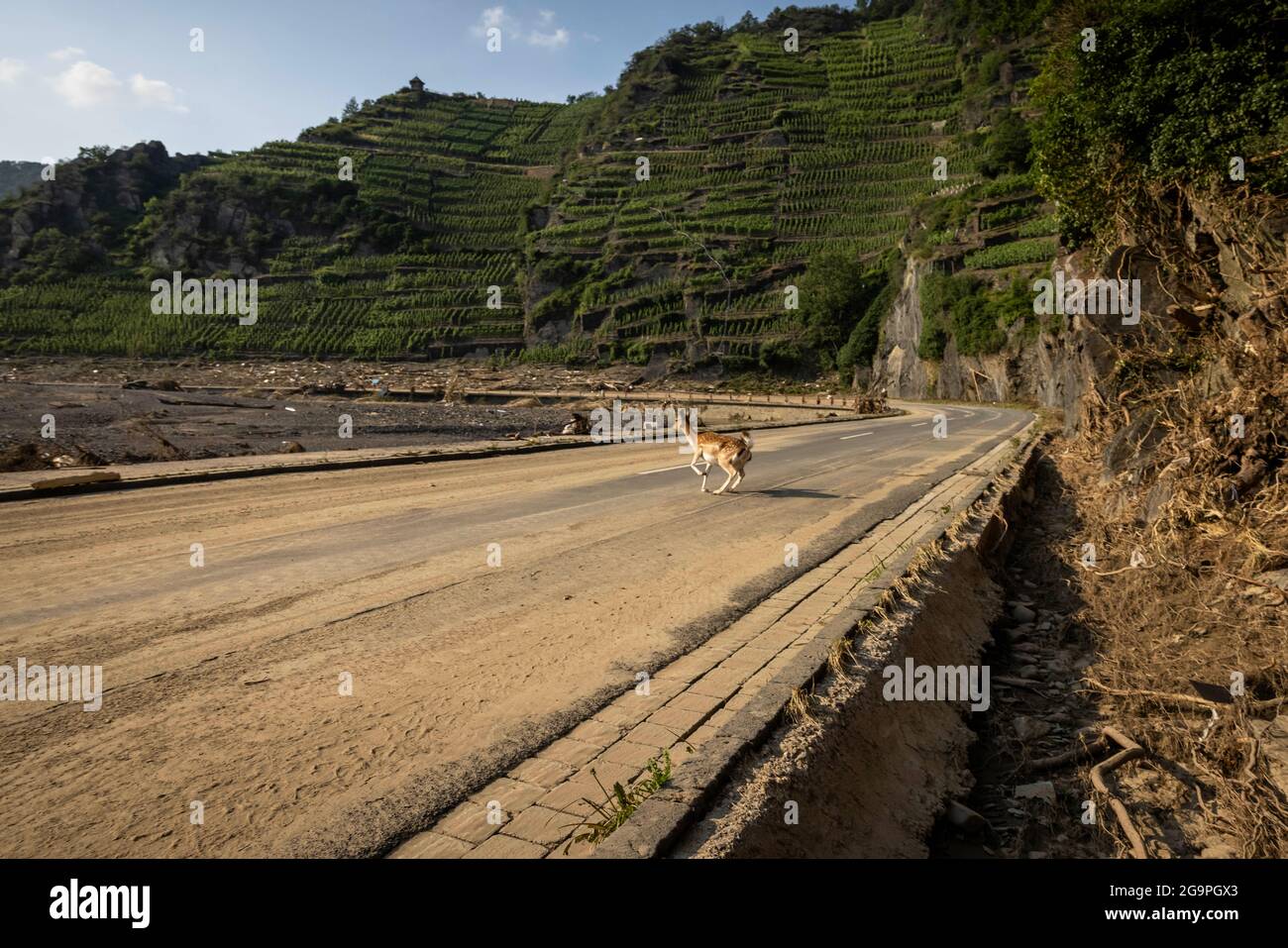 Catastrophe d'inondation sur la rivière Ahr, comme on l'a vu ici à Mayschoss, dans la Rhénanie-Palatinat, en Allemagne. La ville et toute la vallée de l'Ahr ont été gravement endommagées. Les bénévoles et les organismes de secours sont occupés depuis des jours avec le travail de nettoyage, qui se poursuivra pendant des mois et des années. Banque D'Images