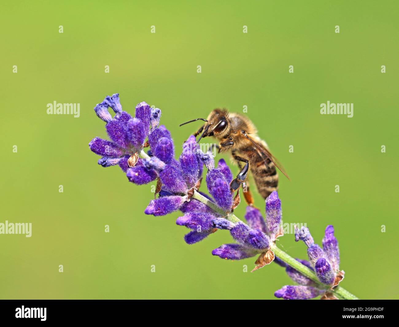 gros plan d'abeilles sur des fleurs de lavande violettes isolées sur fond vert naturel Banque D'Images