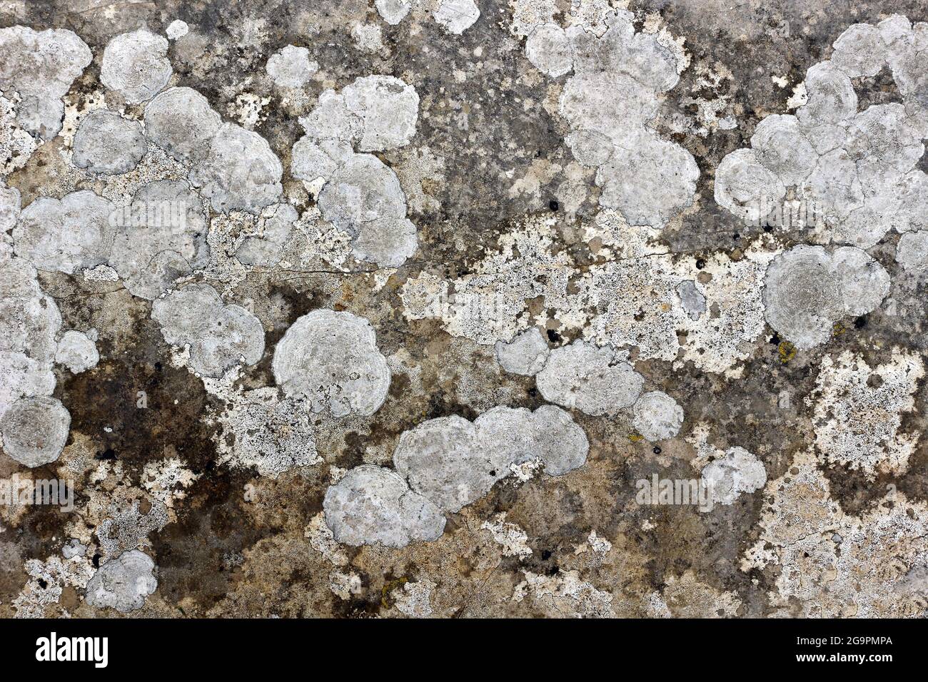 Gros plan des motifs de lichen sur le sol Banque D'Images