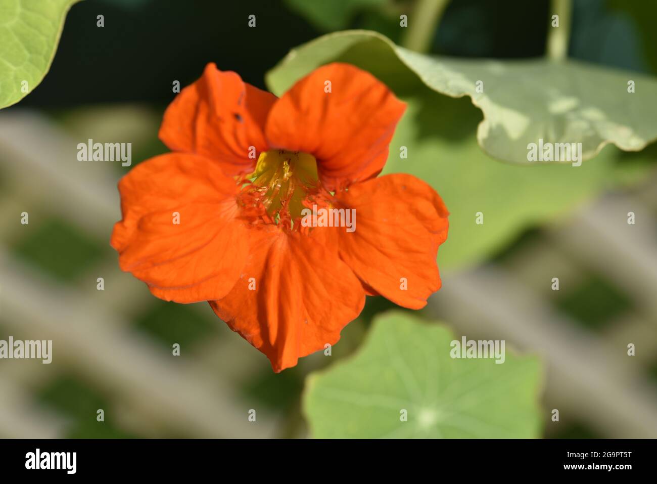 Gros plan sur le Naturtium orange (Tropaeolum majus) tête de fleur face au soleil contre le feuillage vert flou et le Trellis au pays de Galles en été Banque D'Images