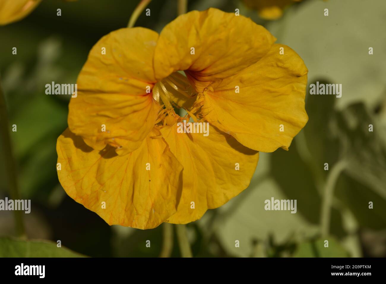 Gros plan ensoleillé de Naturtium jaune (Tropaeolum majus) tête de fleur contre un fond vert feuillu au pays de Galles en été Banque D'Images