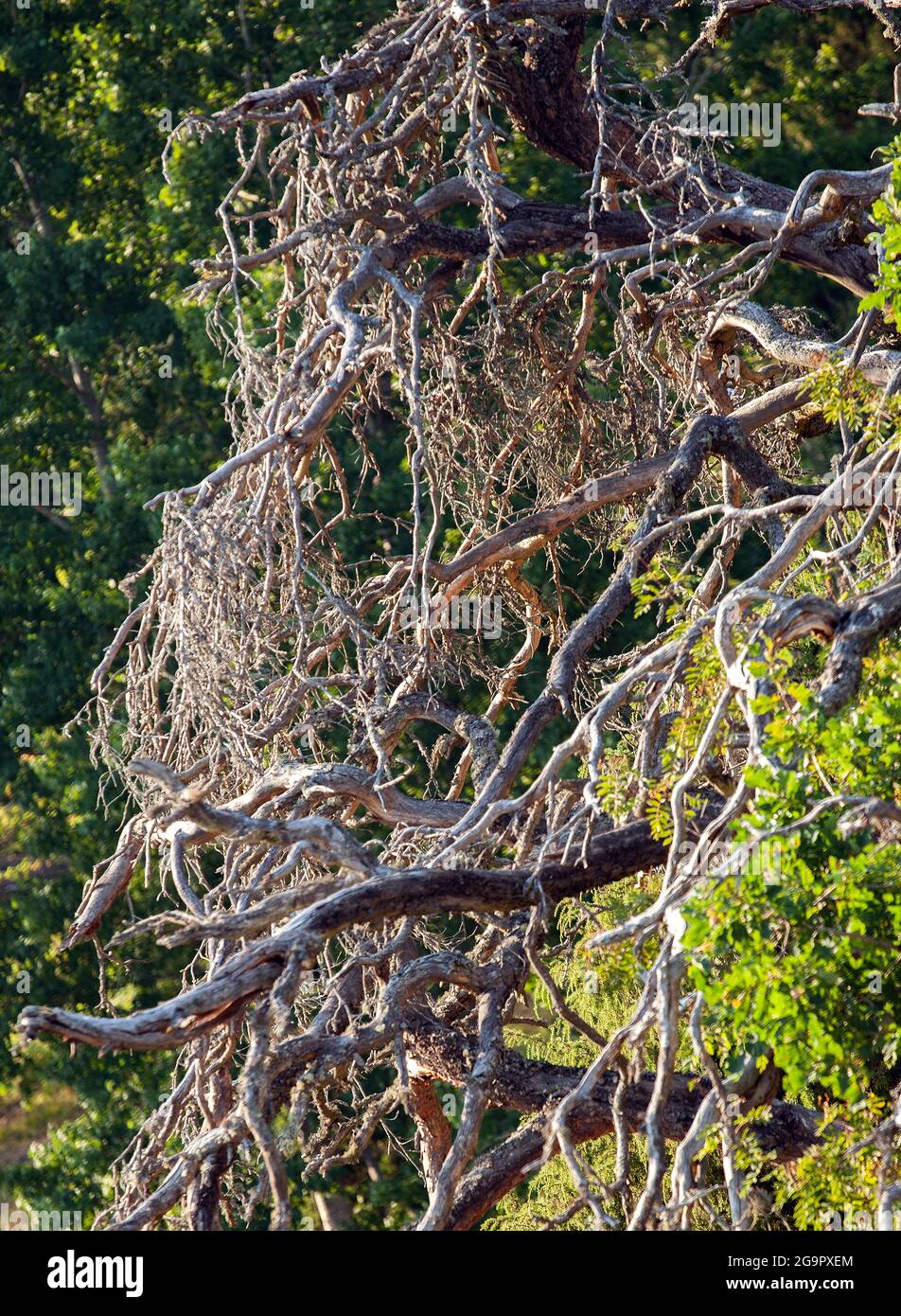 Vieux arbre sec dans le bois Banque D'Images