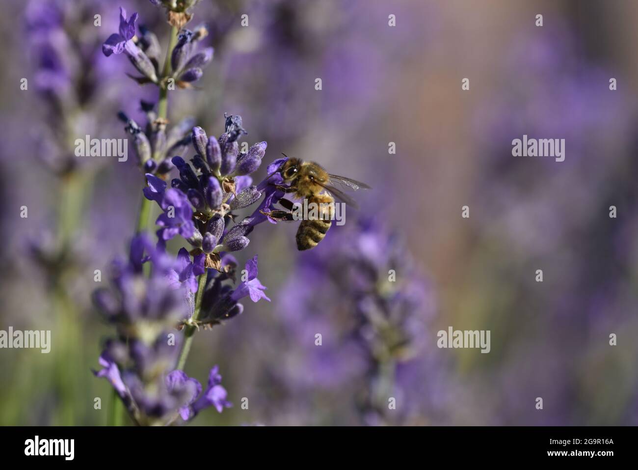 Gros plan ensoleillé de l'abeille européenne (APIs mellifera) dans le profil gauche pollinisant une plante de lavande (Lavandula) en été au pays de Galles Banque D'Images