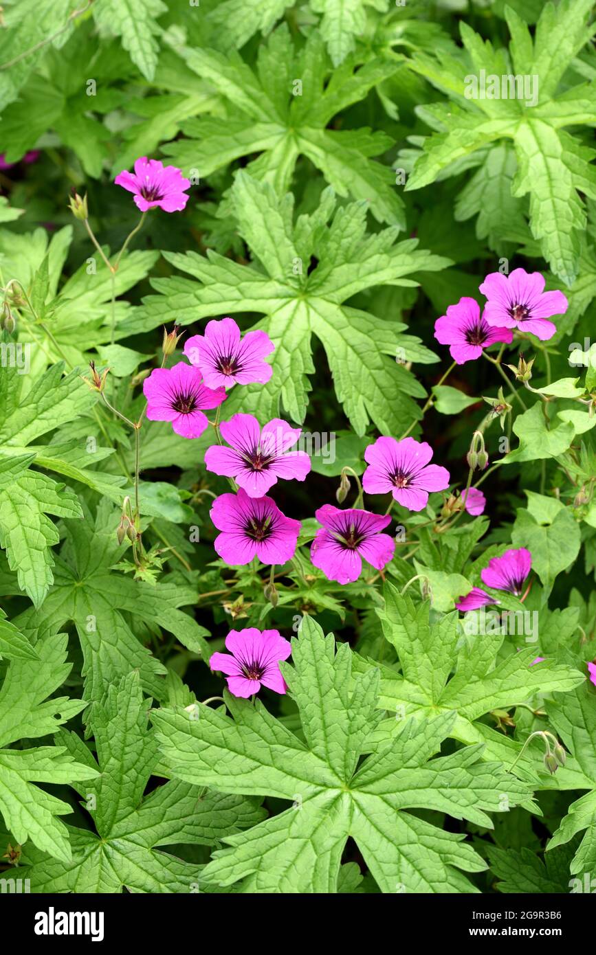 Les fleurs rose magenta de Geranium Patricia. Banque D'Images