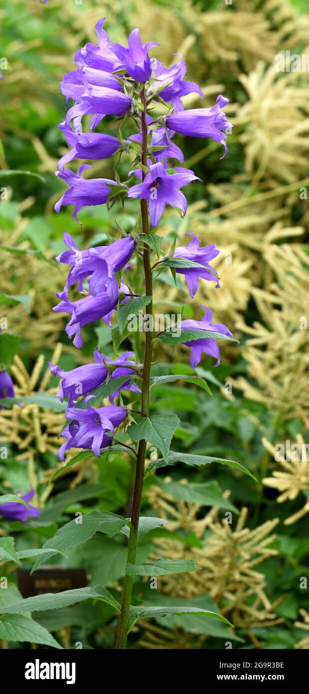 Une pointe de fleur pourpre de Campanula latifolia. Banque D'Images