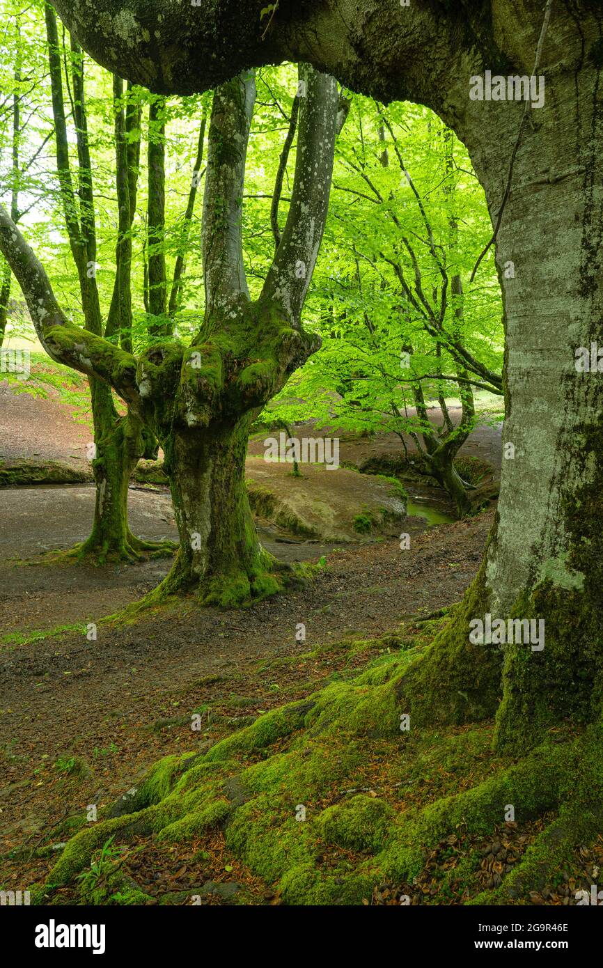 Otzareta forêt de hêtres avec ses grands vieux arbres au printemps, pays Basque, Espagne. Banque D'Images