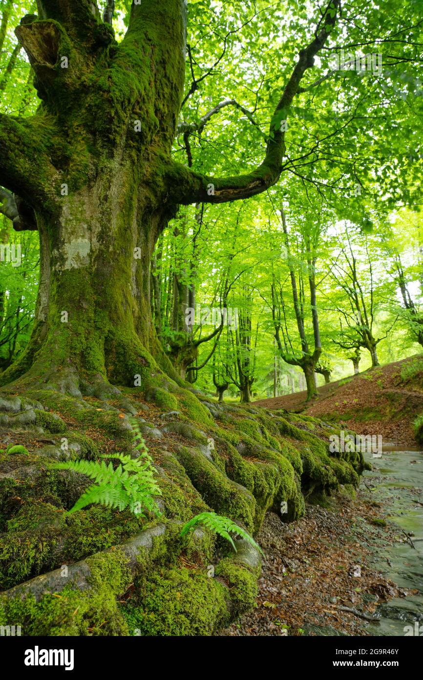 Otzareta forêt de hêtres avec ses grands vieux arbres au printemps, pays Basque, Espagne. Banque D'Images