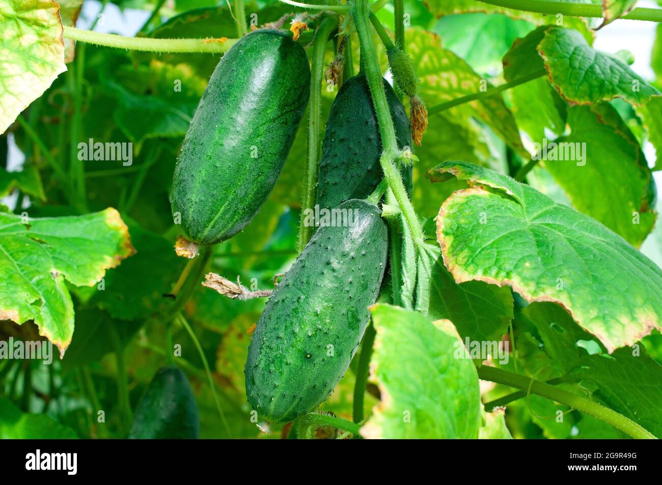 Les concombres poussent dans le jardin. Culture de légumes en serre. Banque D'Images