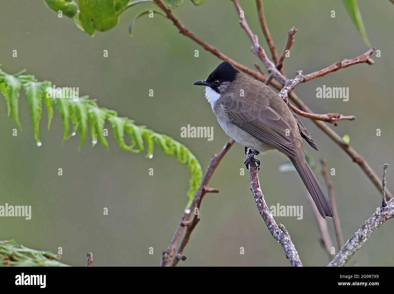 Bulbul brun (Pycnonotus xanthorrhous xanthorrhous) adulte perché sur une branche mince Doi Ang Khang, Thaïlande Novembre Banque D'Images
