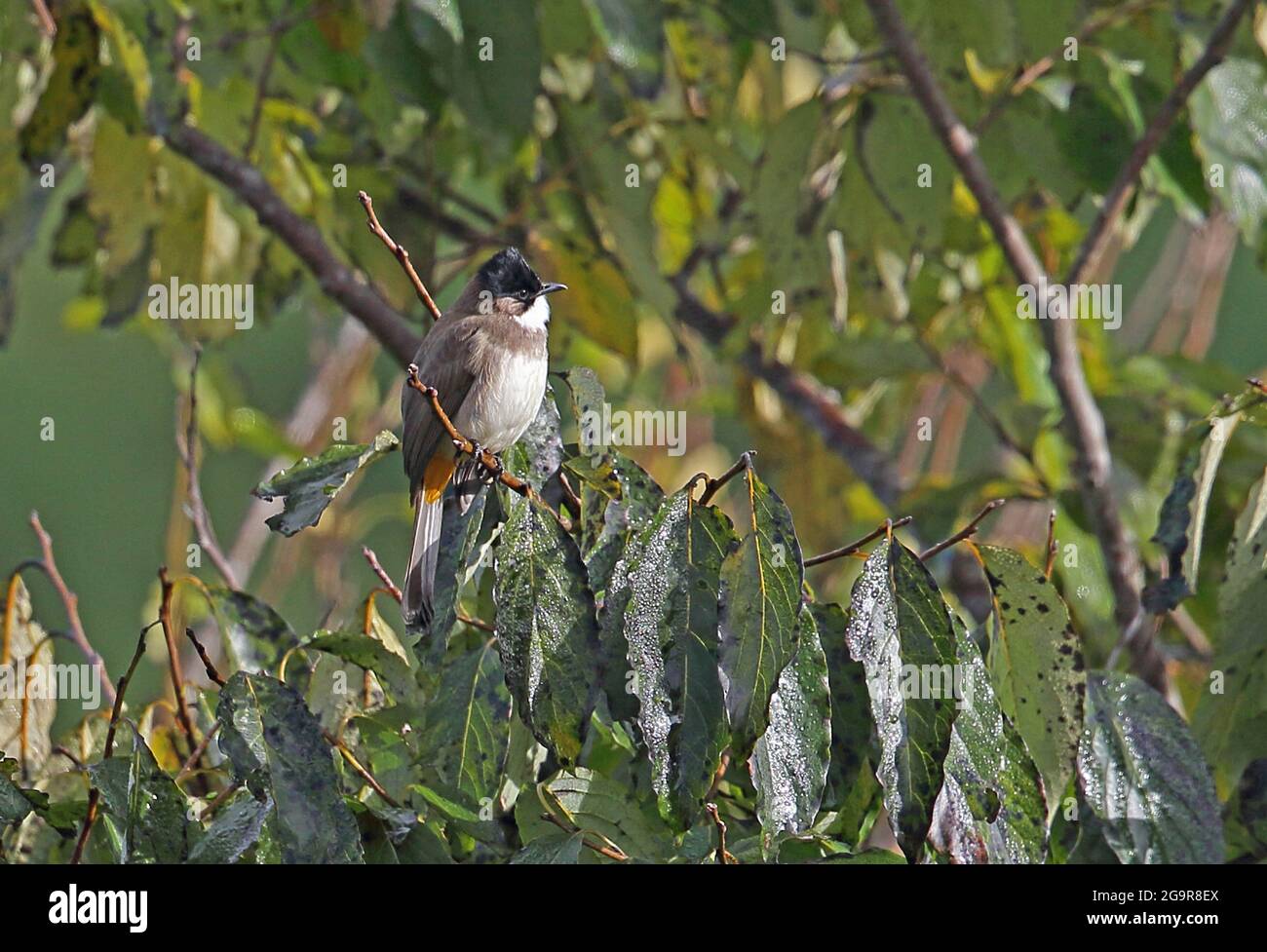 Bulbul brun (Pycnonotus xanthorrhous xanthorrhous) adulte perché sur une branche mince Doi Ang Khang, Thaïlande Novembre Banque D'Images