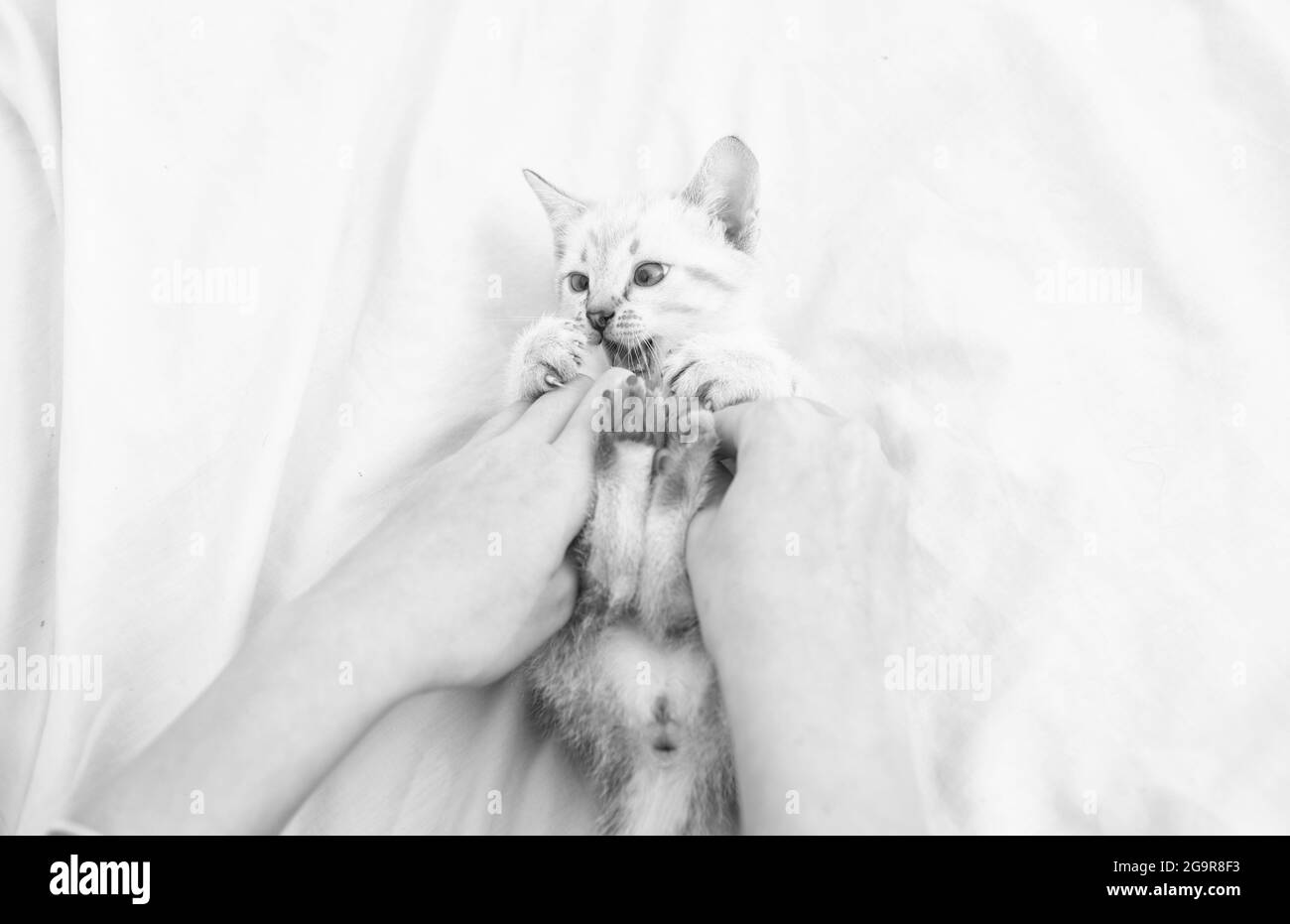 Joli Chat Heureux Chaton Mignon Entre Les Mains De La Femme Fille Joue Avec Les Mains De Chaton Gentil Chaton Doux Blanc Sur Le Lit Prenez Soin De Petit Chaton Photo Stock Joli Chat Heureux Chaton Mignon Entre Les Mains De La Femme Fille Joue Avec Les Mains De Chaton Gentil Chaton Doux Blanc Sur Le Lit Prenez Soin De Petit Chaton Photo Stock