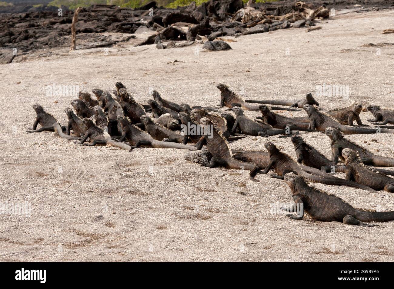 Les Iguanes de mer se bronzant après le retour à la terre, Banque D'Images