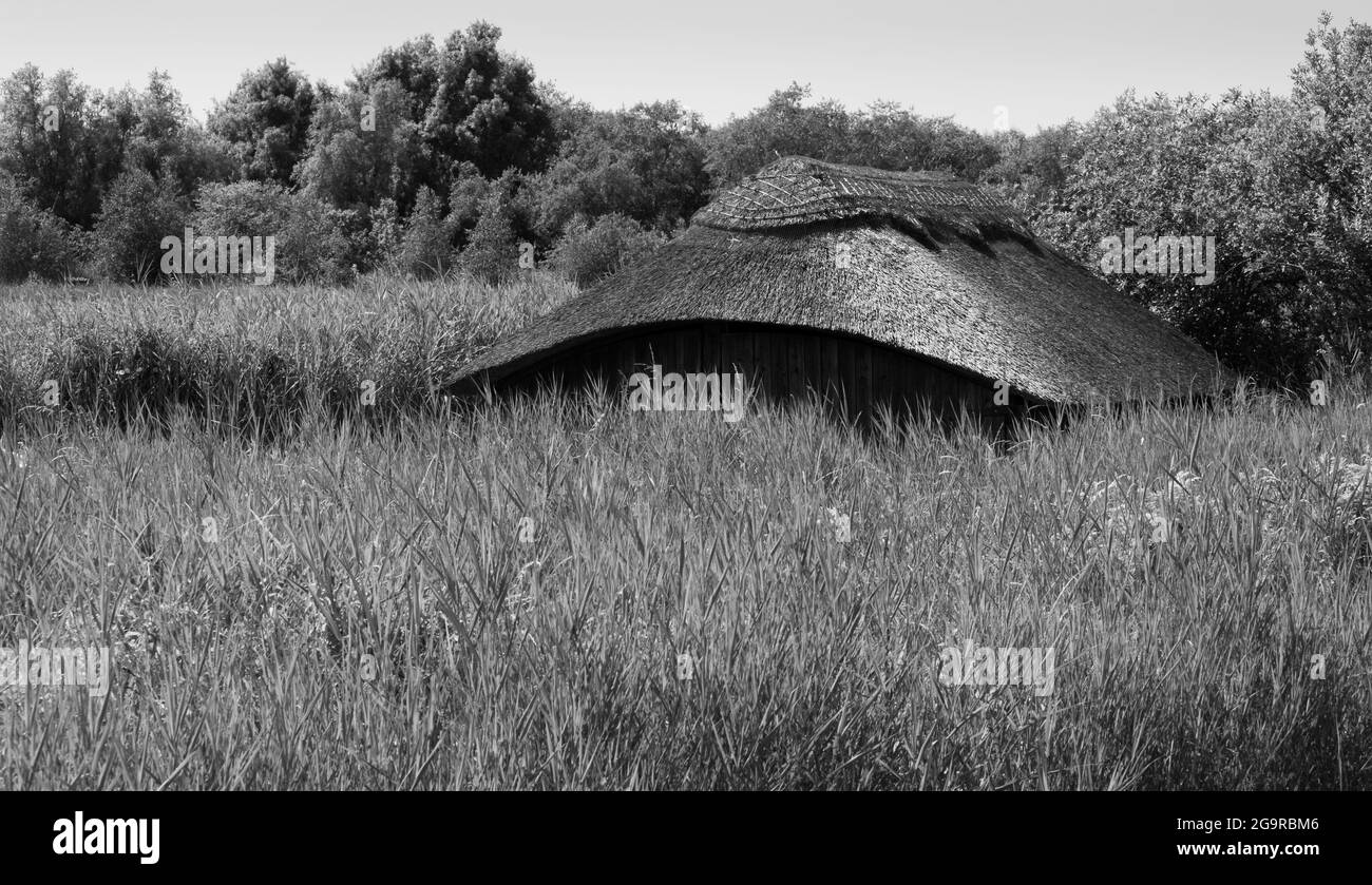 Hangar à bateaux de chaume historique parmi les grandes roseaux dans les marais de Hickling Broad, sur les broaads à l'est de Norwich, dans le Norfolk au Royaume-Uni. Banque D'Images