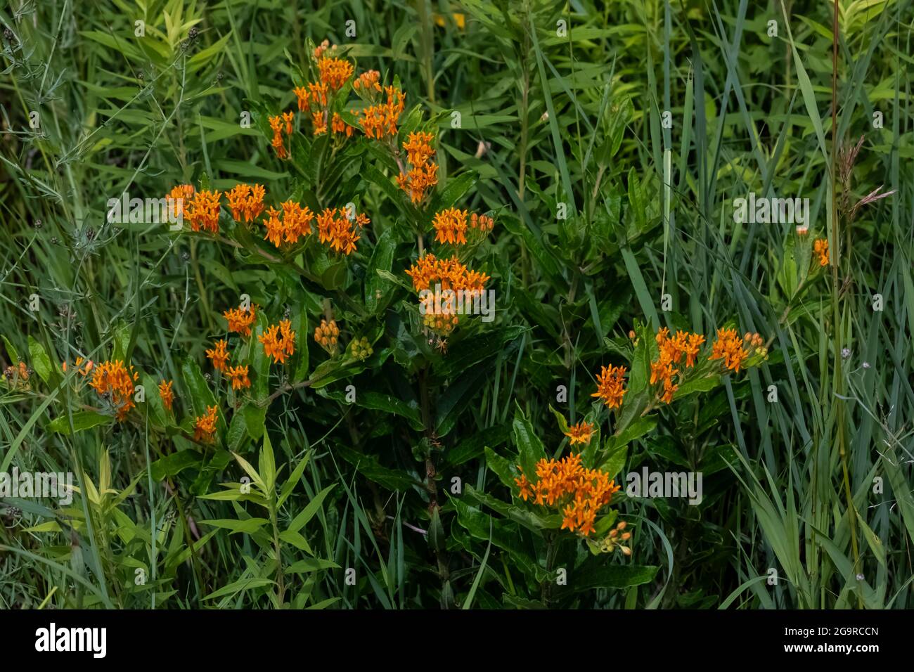 Papillon Weed, Asclepias tuberosa, floraison dans un pré dans le parc communautaire de Grand River près de Lansing, Michigan, États-Unis Banque D'Images