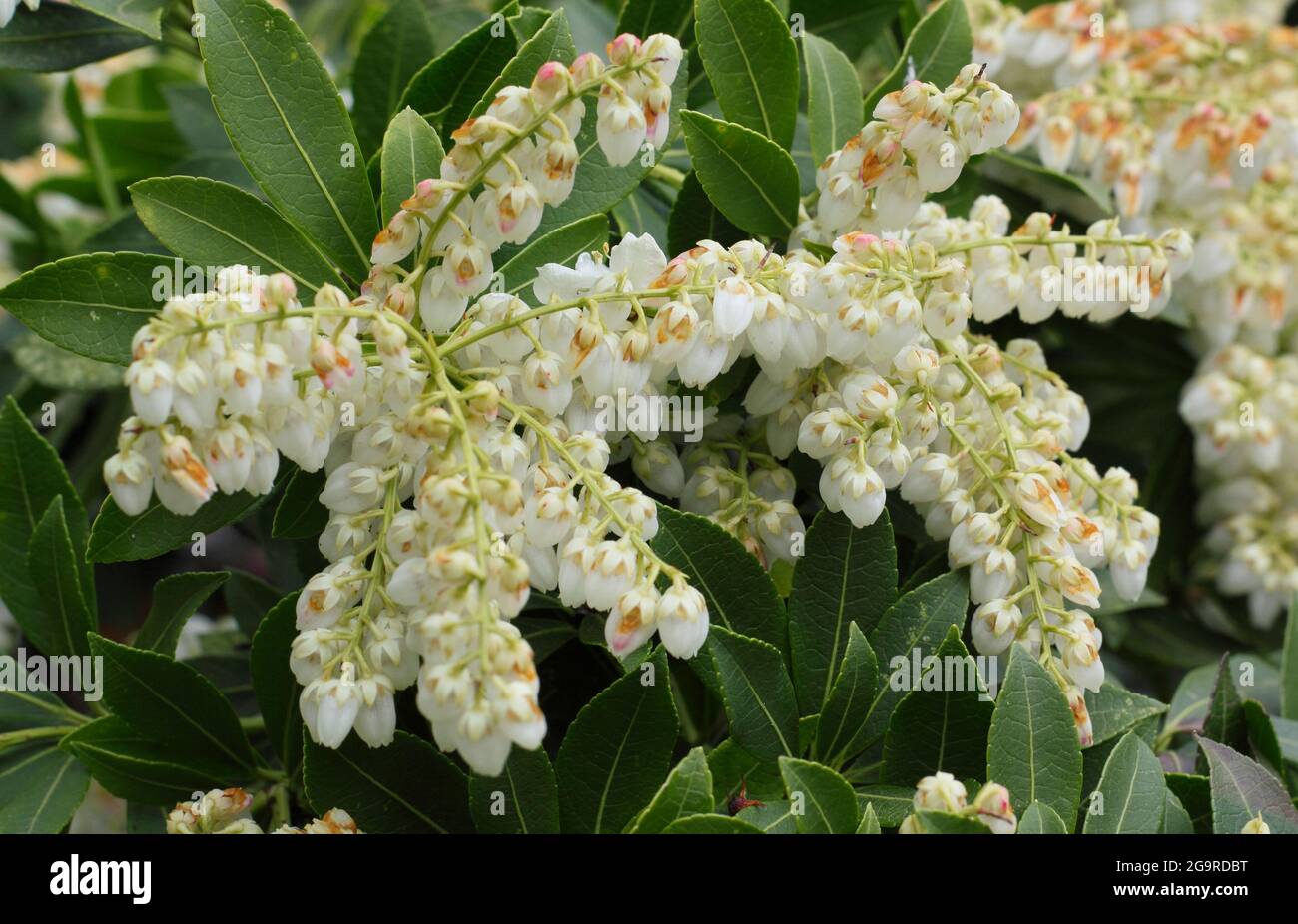 L'arbuste nain Piris japonica 'Debutante' présente des panicules caractéristiques de fleurs crémeuses au printemps. ROYAUME-UNI Banque D'Images