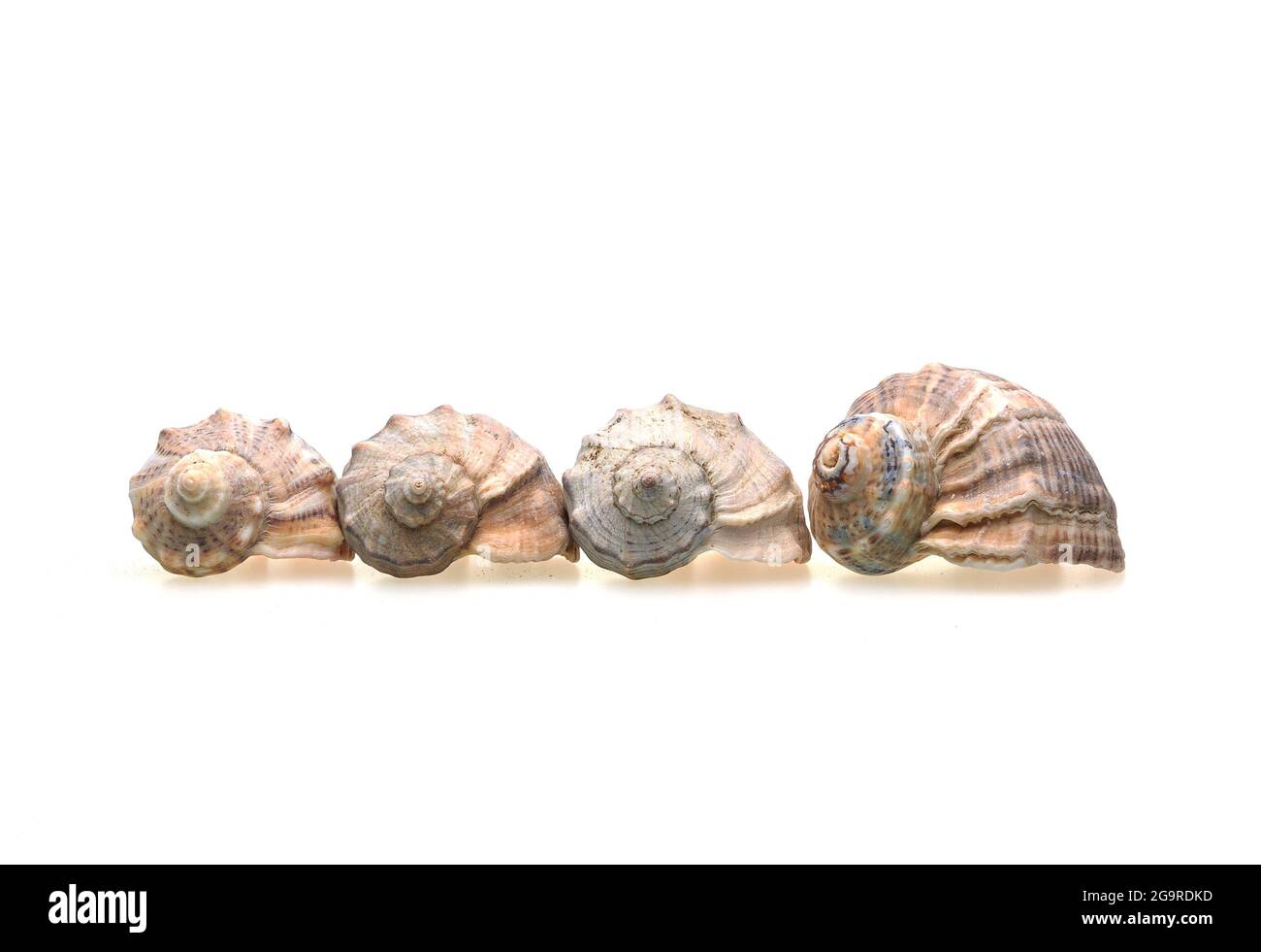 Coquillages sur fond blanc . Un article sur les coquillages. Vacances à la mer. Shopping au bord de la mer. Arrière-plan blanc. Isoler . Copier l'espace. Banque D'Images