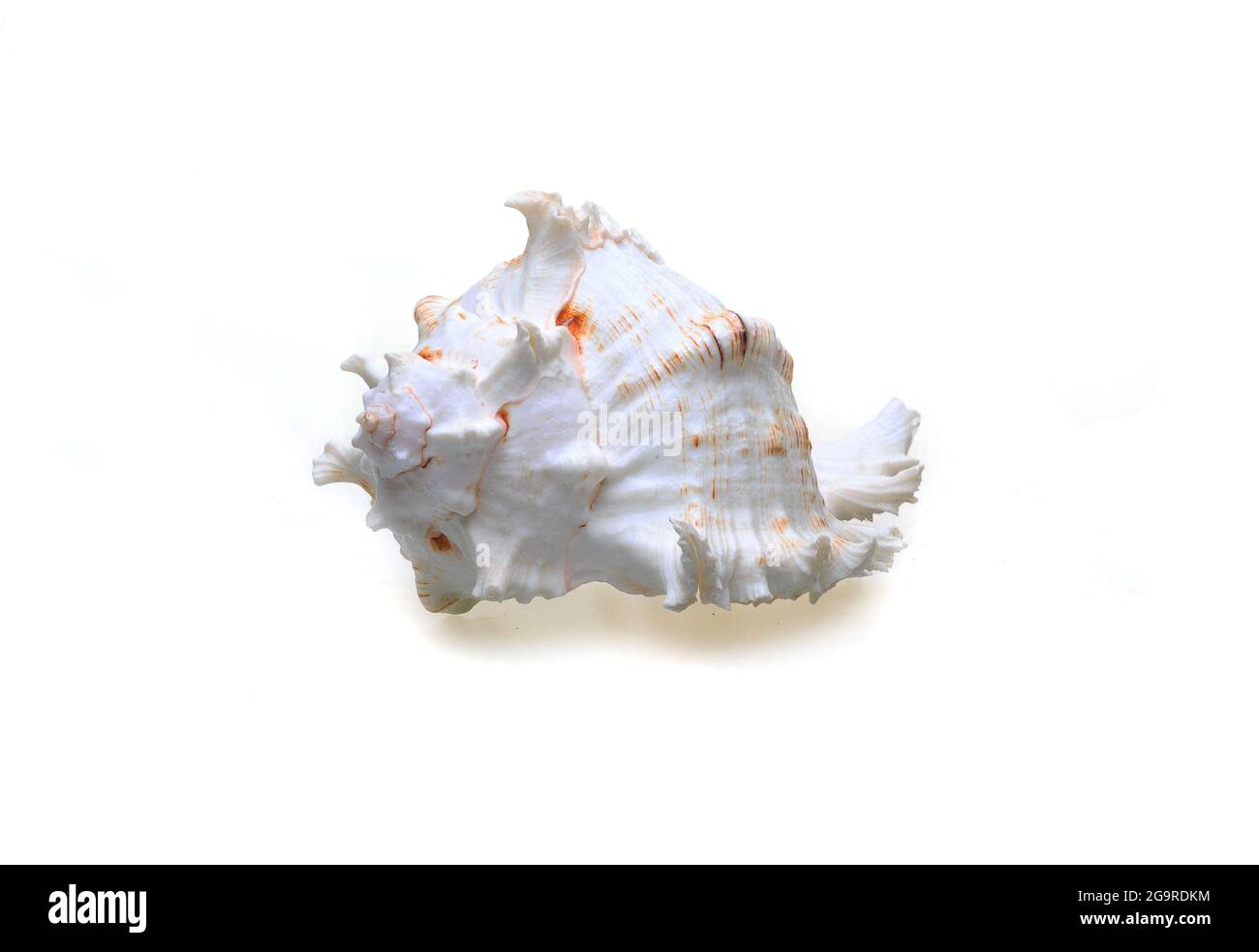 Seashell sur fond blanc . Un article sur les coquillages. Vacances à la mer. Shopping au bord de la mer. Arrière-plan blanc. Isoler . Copier l'espace. Banque D'Images