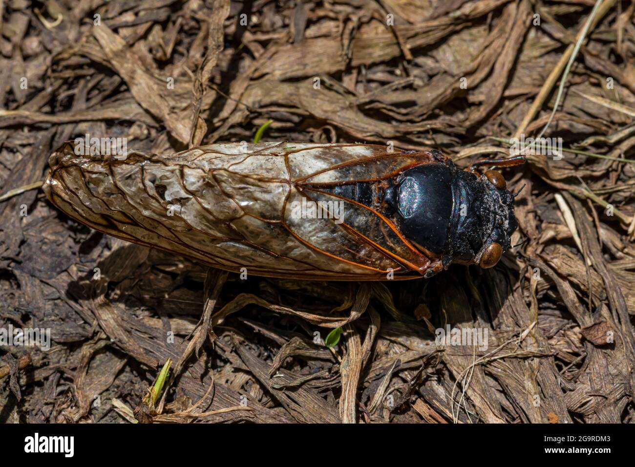 Brood X, une Cicada de 17 ans, Magicicada sp., est apparue en juin 2021 dans la réserve naturelle de Cherry Hill près d'Ann Arbor et Ypsilanti, Michigan, États-Unis Banque D'Images