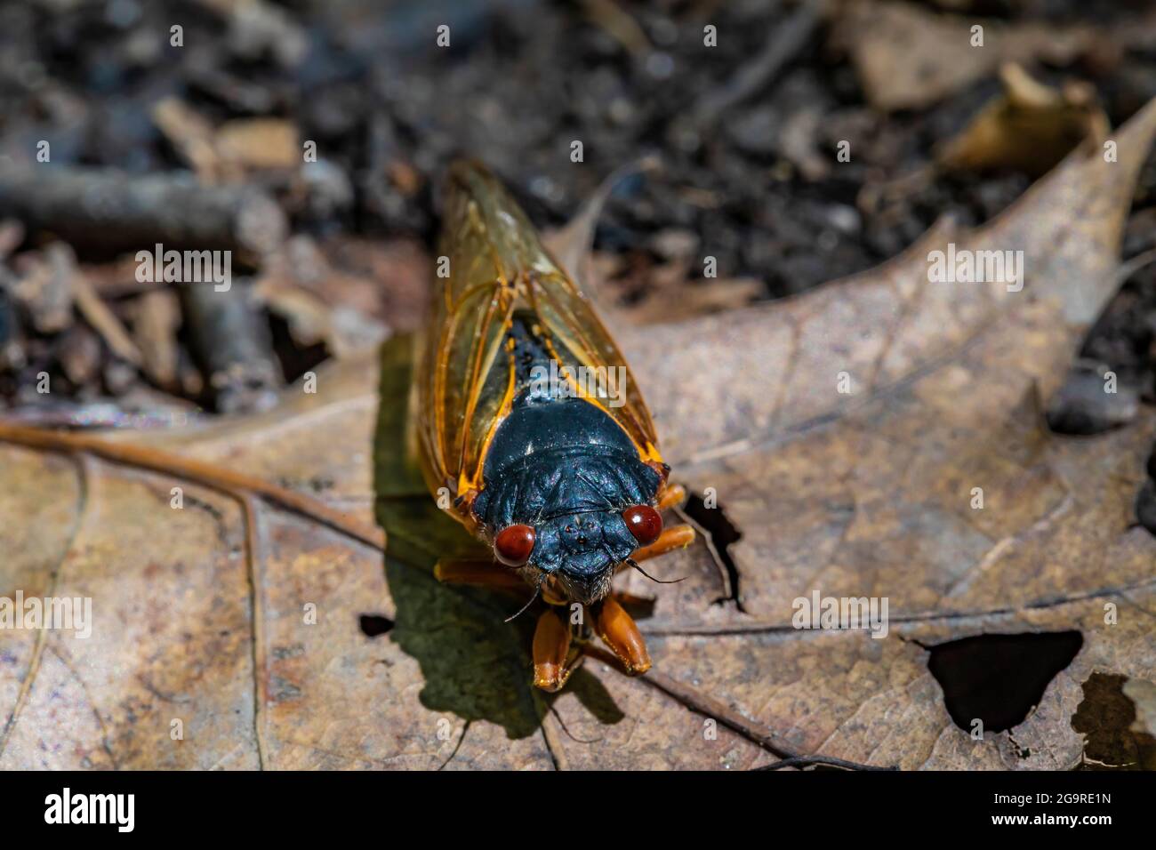 La cicada morte de la couvée X, une Cicada de 17 ans, Magicicada sp., est apparue en juin 2021 dans la réserve naturelle de Cherry Hill près d'Ann Arbor et Ypsilanti, Michigan Banque D'Images