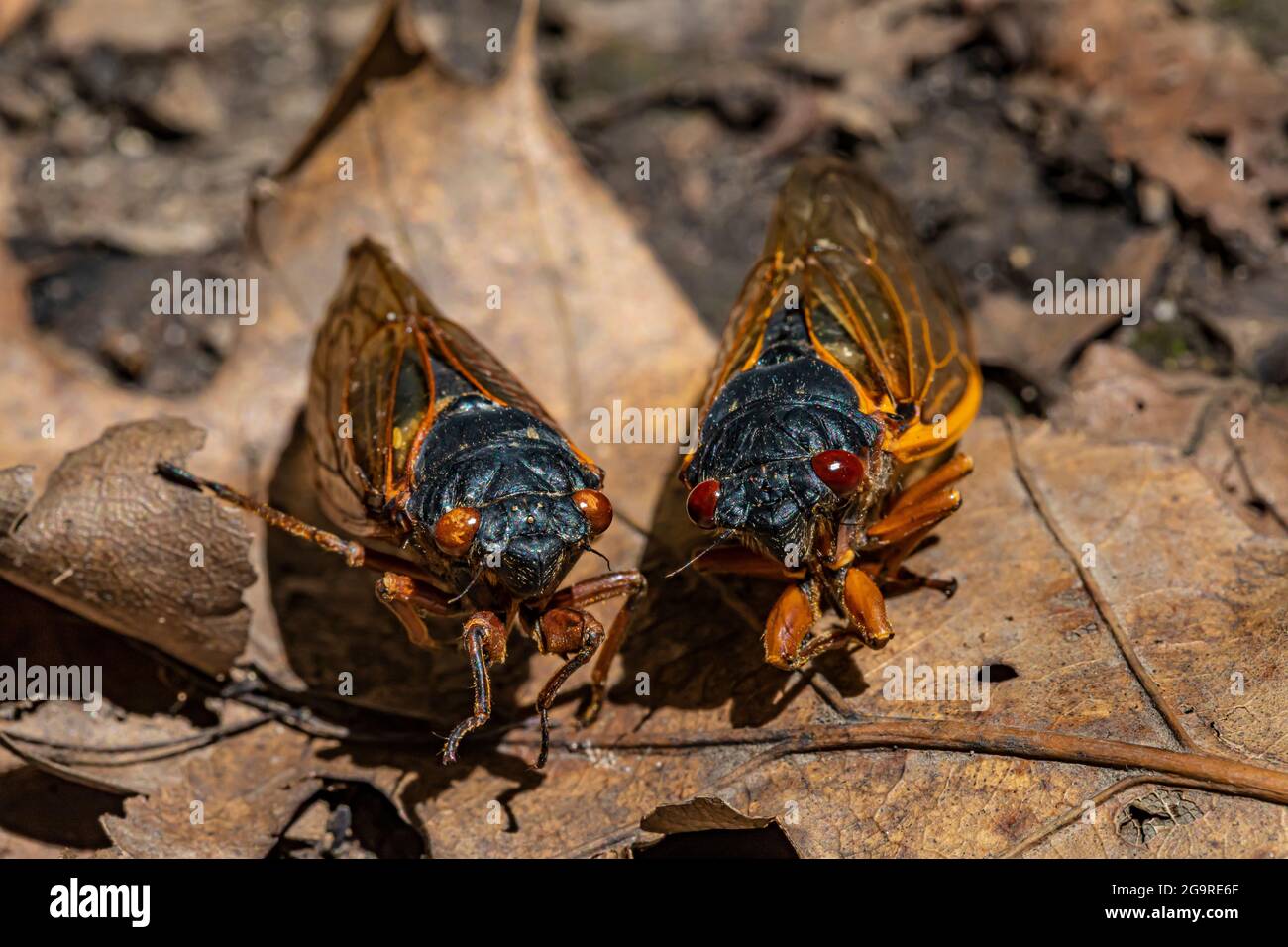 Les cigadas mortes de la couvée X, une Cicada de 17 ans, Magicicada sp., ont vu le jour en juin 2021 dans la réserve naturelle de Cherry Hill près d'Ann Arbor et Ypsilanti, Michiga Banque D'Images