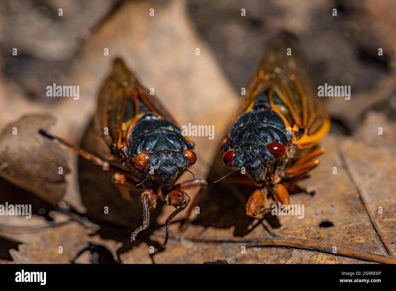 Les cigadas mortes de la couvée X, une Cicada de 17 ans, Magicicada sp., ont vu le jour en juin 2021 dans la réserve naturelle de Cherry Hill près d'Ann Arbor et Ypsilanti, Michiga Banque D'Images
