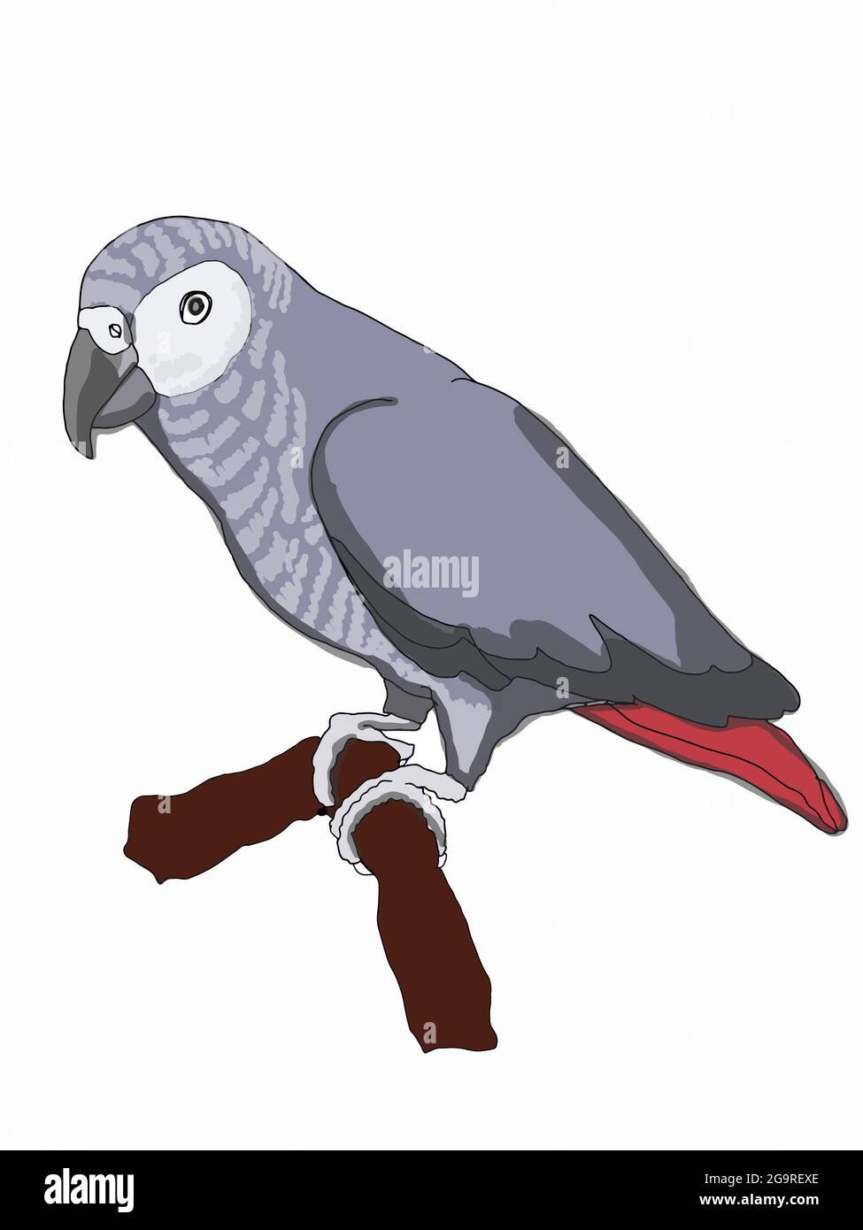 Perroquet gris, jaco, schéma d'illustration Banque D'Images