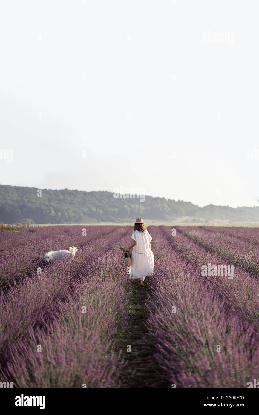 Femme marchant sur le champ de lavande en fleur avec grand chien blanc et appréciant la beauté de la nature. Passer du temps avec l'animal. Belle destination en été. Banque D'Images