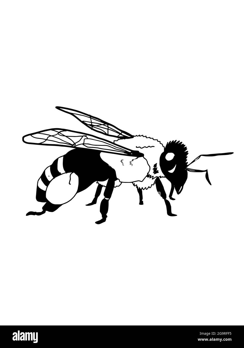 Réaliste, sauvage et abeille (mel singes,)couleurs blanc noir. Banque D'Images