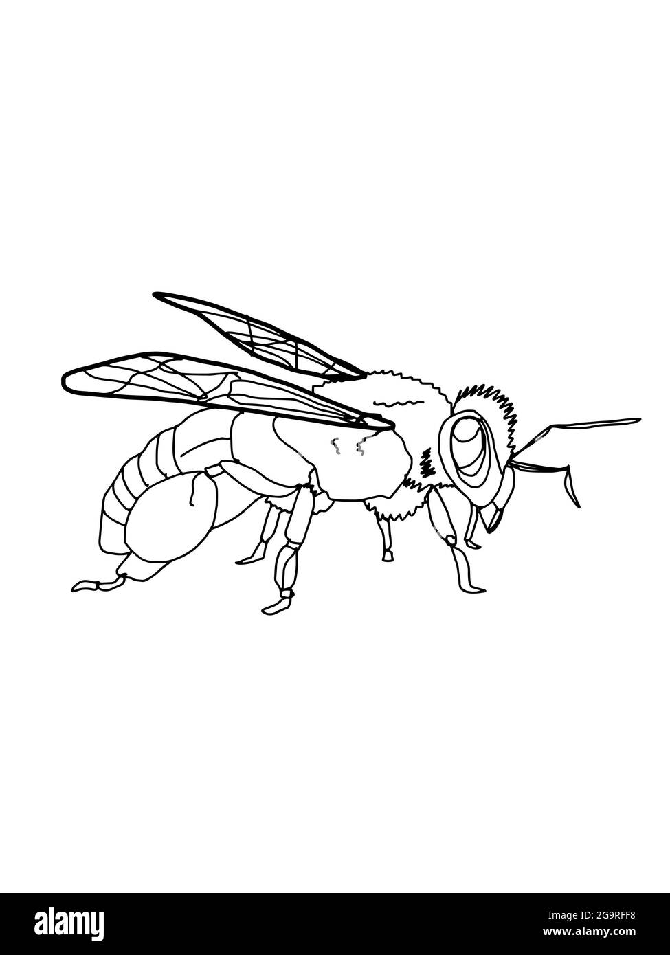 Réaliste, sauvage et abeille (mel singes,)dessin de ligne. Banque D'Images