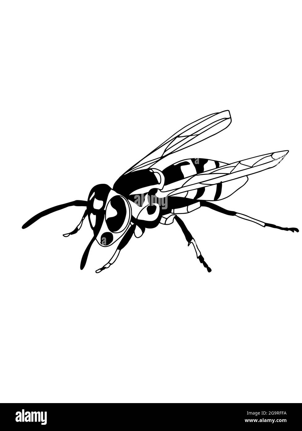 Réaliste, sauvage et abeille (mel singes,)couleurs blanc noir. Banque D'Images