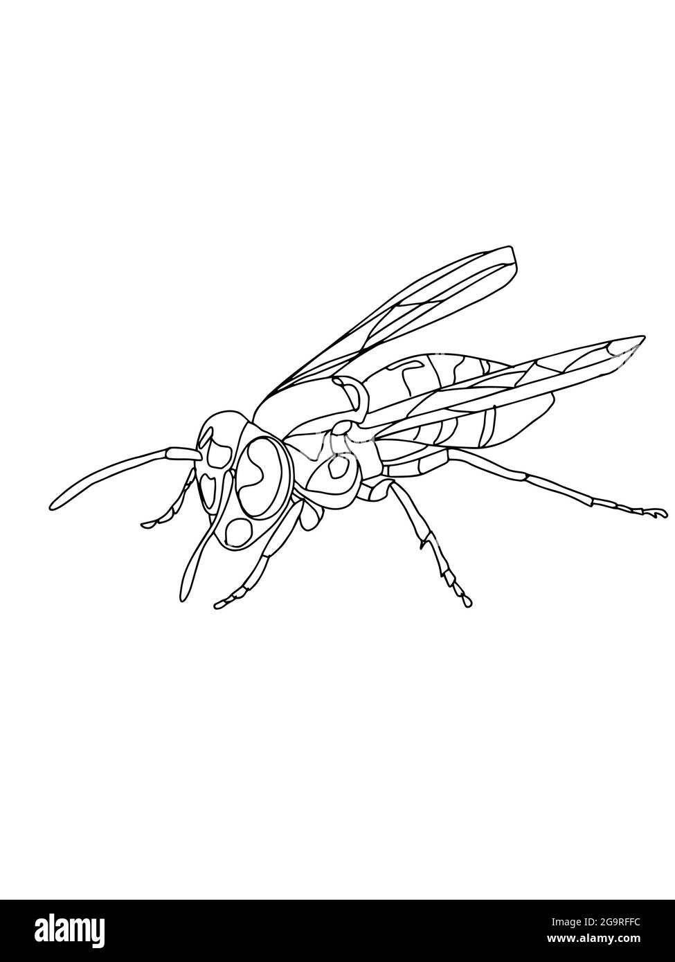 Réaliste, sauvage et abeille (mel singes,)dessin de ligne. Banque D'Images