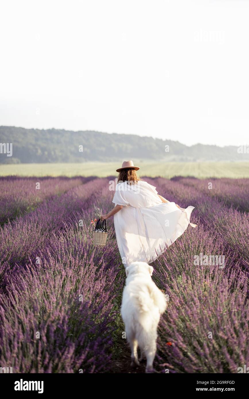 Femme marchant sur le champ de lavande en fleur avec grand chien blanc et appréciant la beauté de la nature. Passer du temps avec l'animal. Belle destination en été. Vue rare Banque D'Images