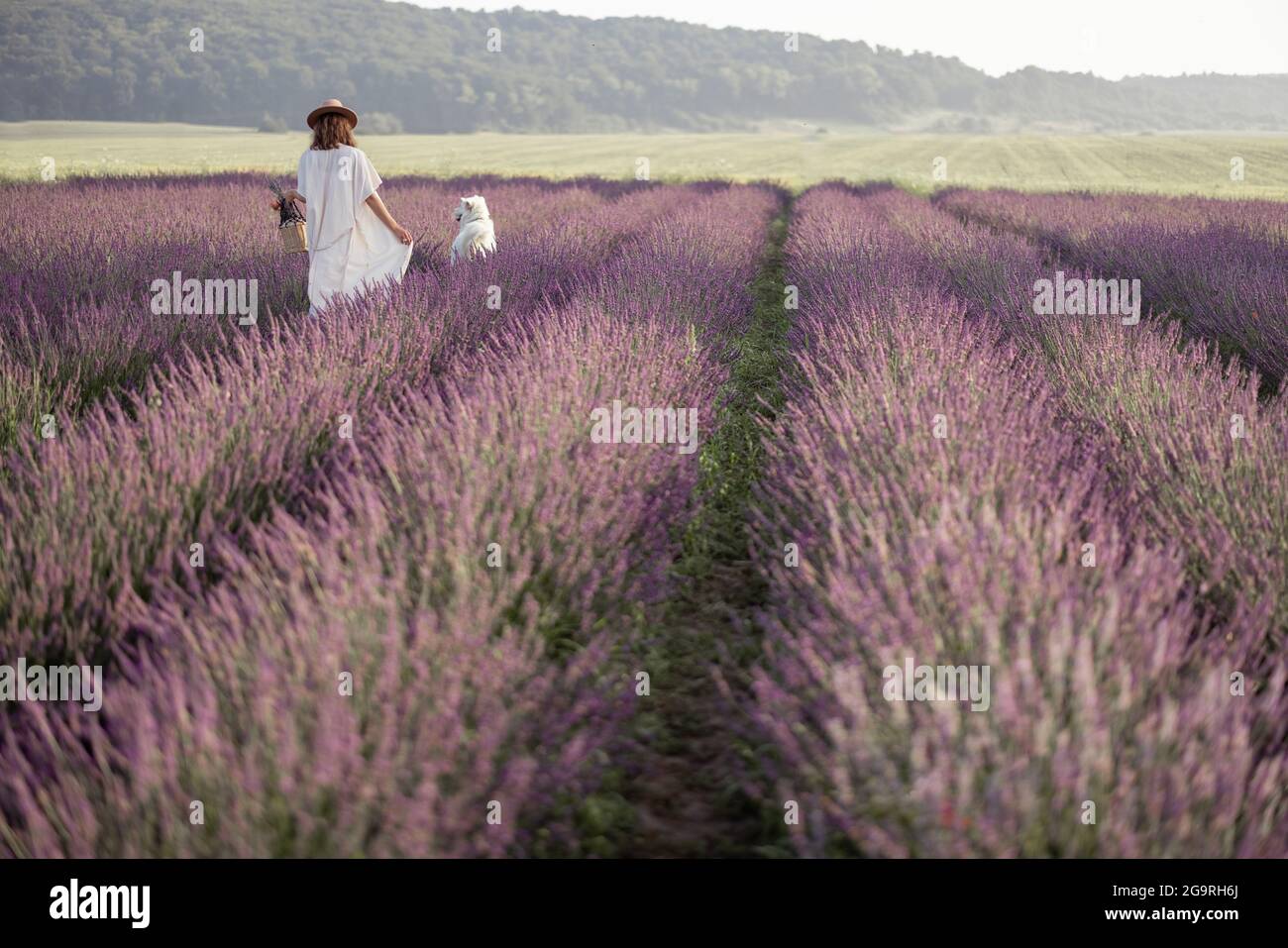 Femme marchant sur le champ de lavande en fleur avec grand chien blanc et appréciant la beauté de la nature. Passer du temps avec l'animal. Banque D'Images