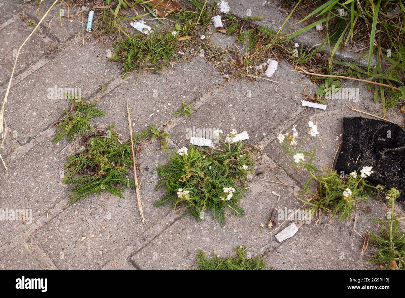 Des mégots de cigarettes ont été jetés sur le trottoir de près Banque D'Images