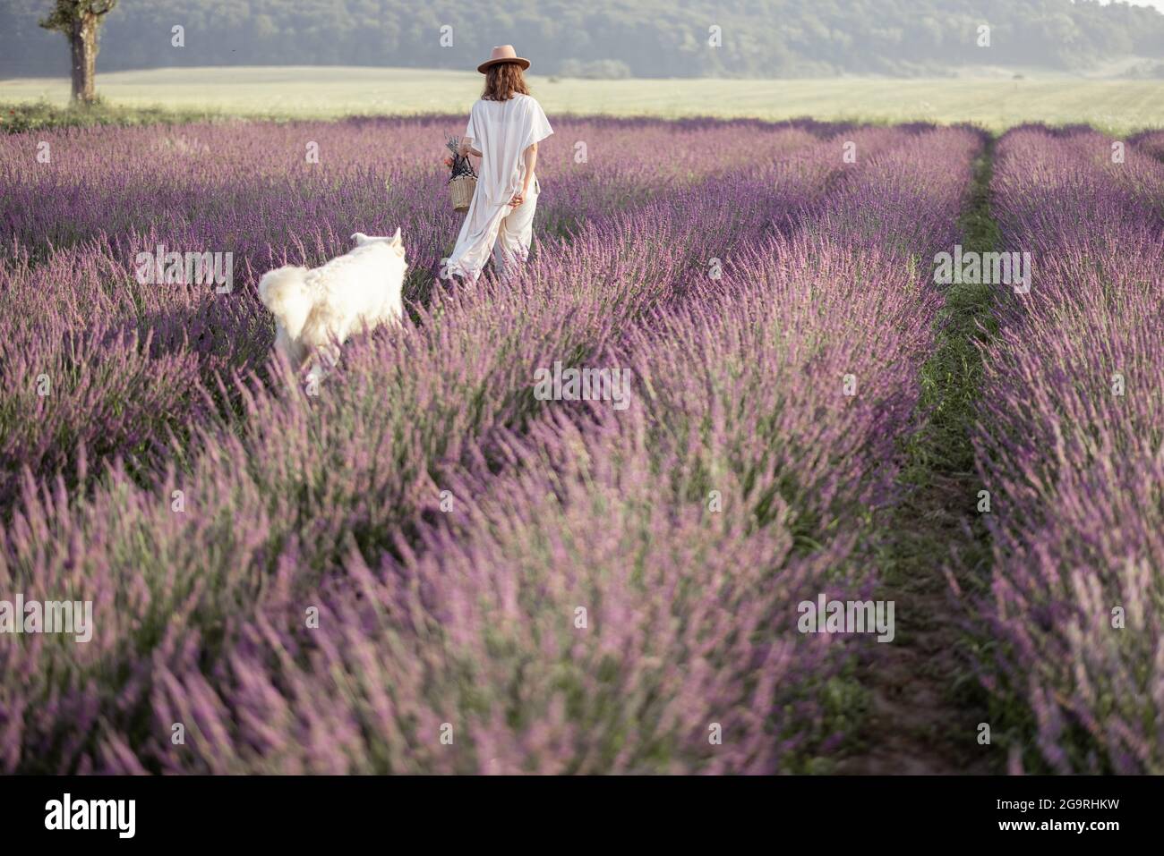 Femme marchant sur le champ de lavande en fleur avec grand chien blanc et appréciant la beauté de la nature. Passer du temps avec l'animal. Banque D'Images