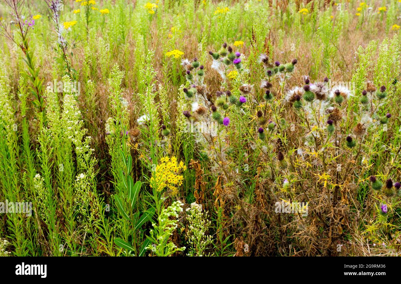 Terres agricoles, non cultivées et couvertes de mauvaises herbes, Warwickshire, Royaume-Uni Banque D'Images