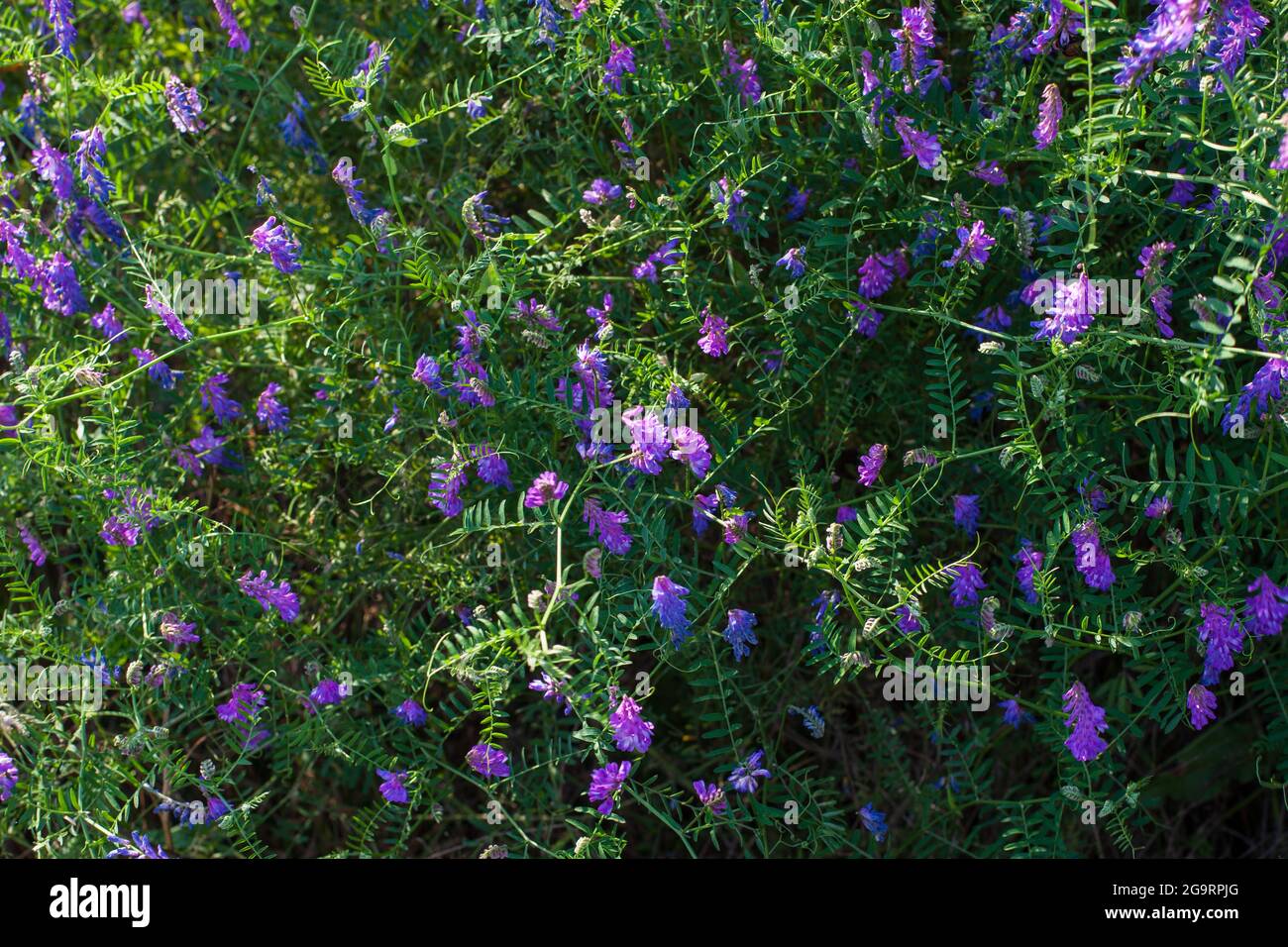 Vicia craca pousse dans le champ, une plante sauvage. Violet fleuri. Banque D'Images