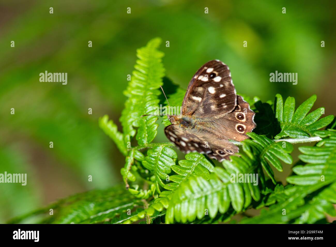 Papillon en bois moucheté, (Pararge aegeria), Muir de Dinnet, Aberdeenshire, Écosse, ROYAUME-UNI Banque D'Images