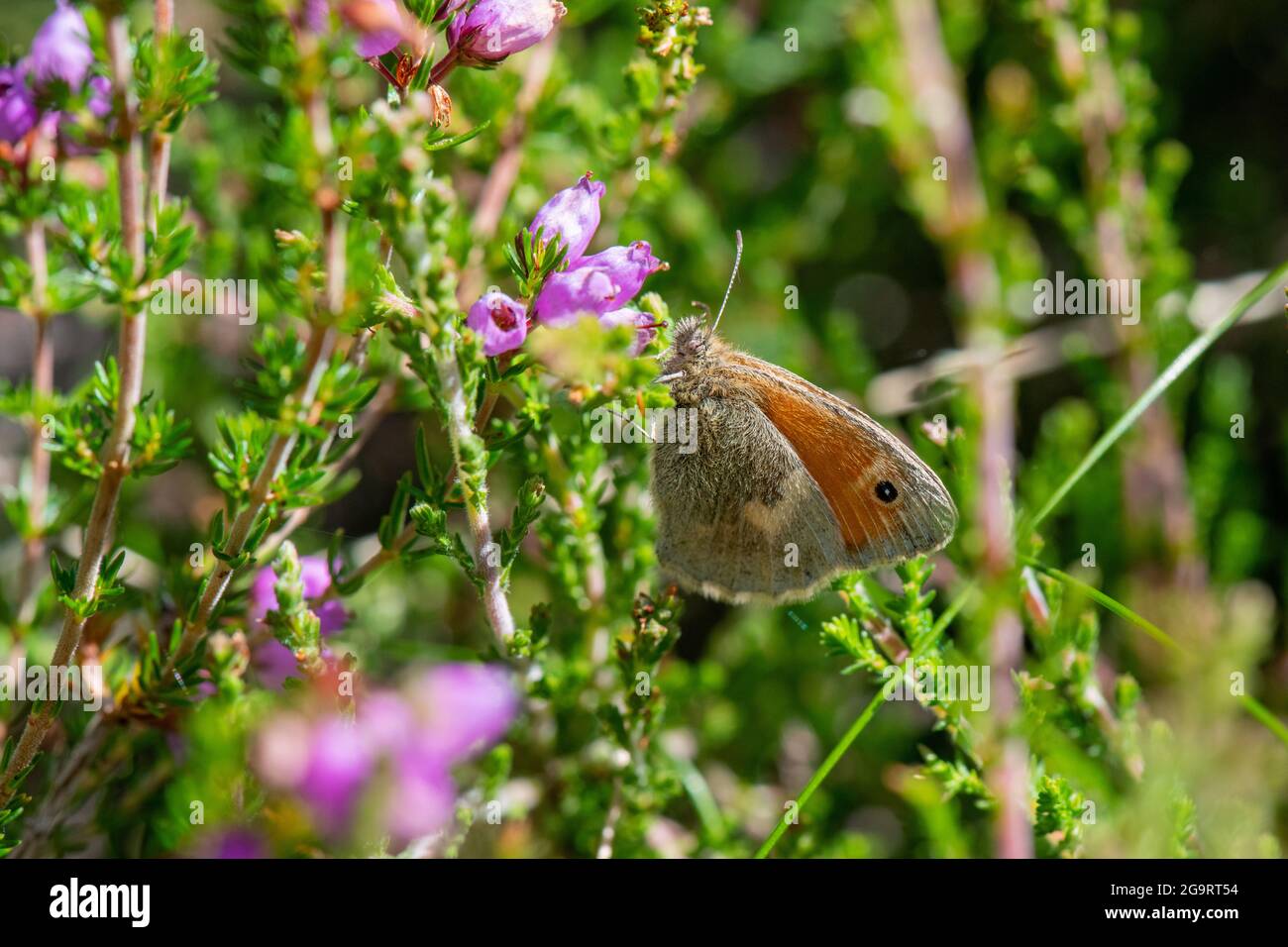 Small Heath Butterfly (Coenonympha pamphilus), Muir de Dinnet NNR, Aberdeenshire, Écosse, Royaume-Uni Banque D'Images