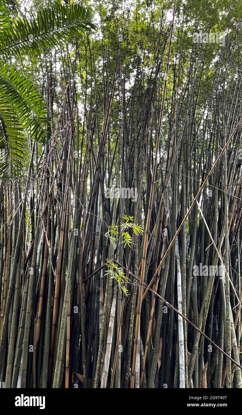 Une plante de bambou dans un jardin botanique en Floride. Banque D'Images