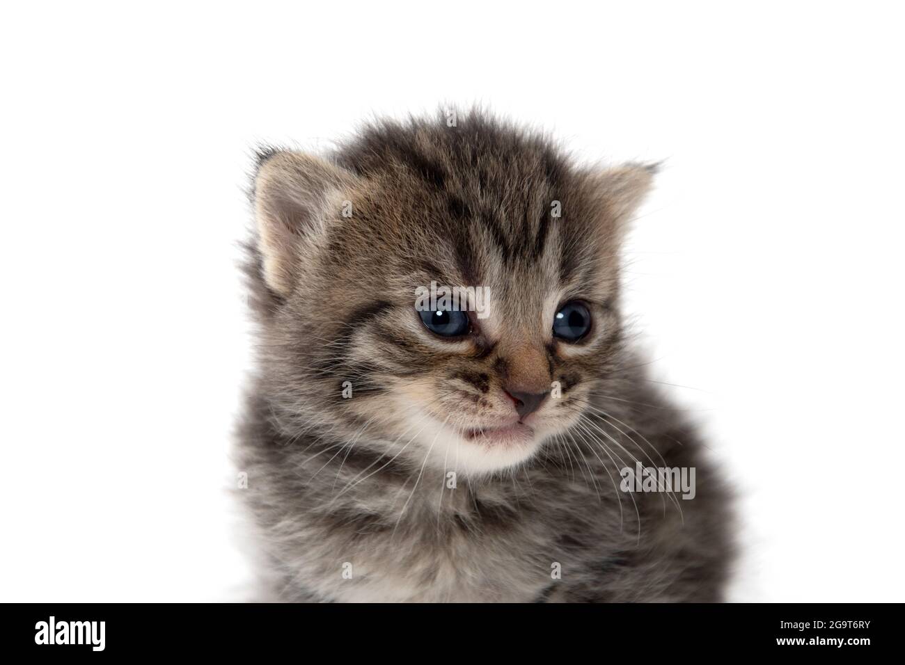 Portrait De Bebe Mignon Tabby Chaton Isole Sur Fond Blanc Photo Stock Alamy