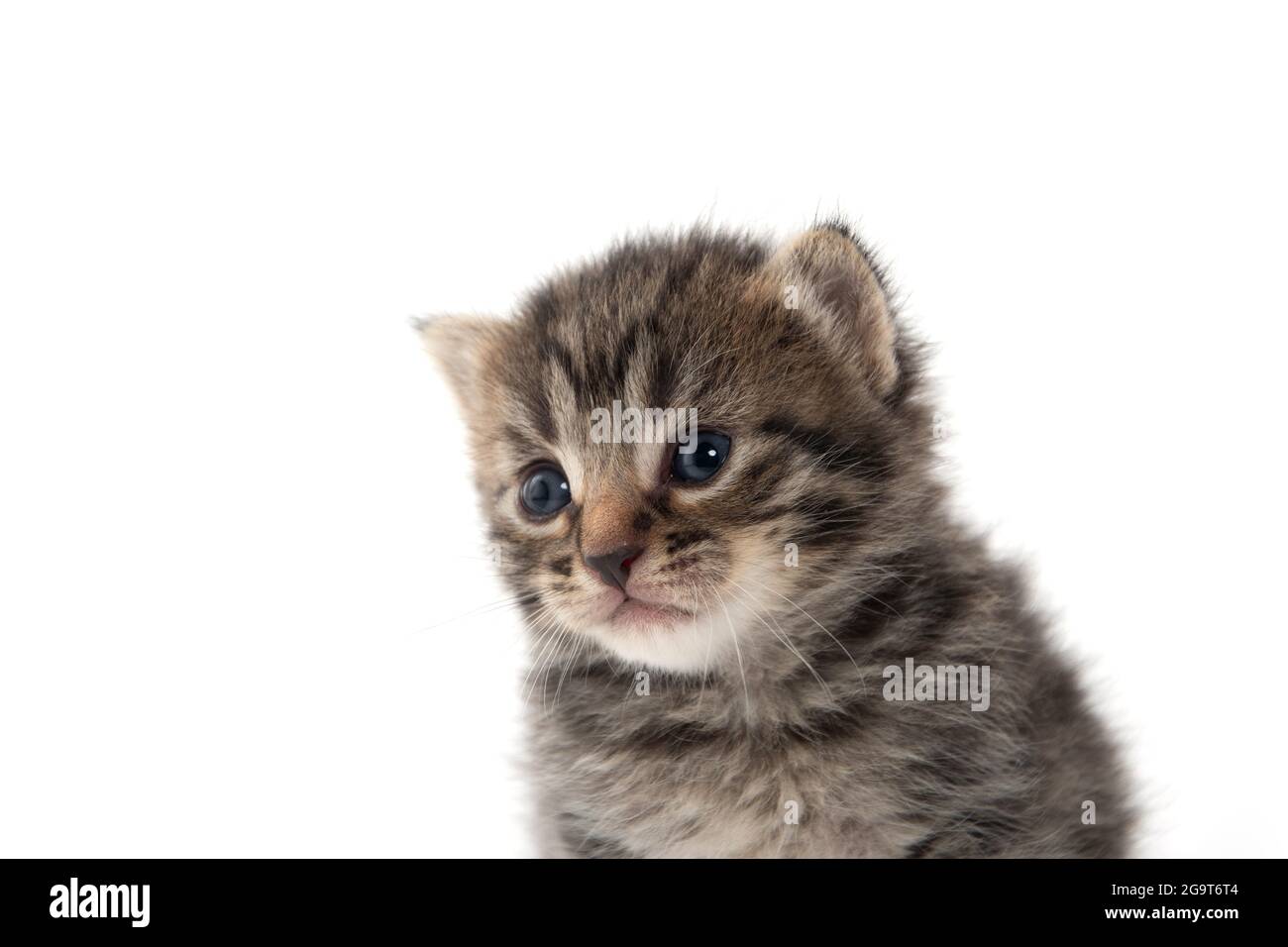 portrait de bébé mignon tabby chaton isolé sur fond blanc Banque D'Images