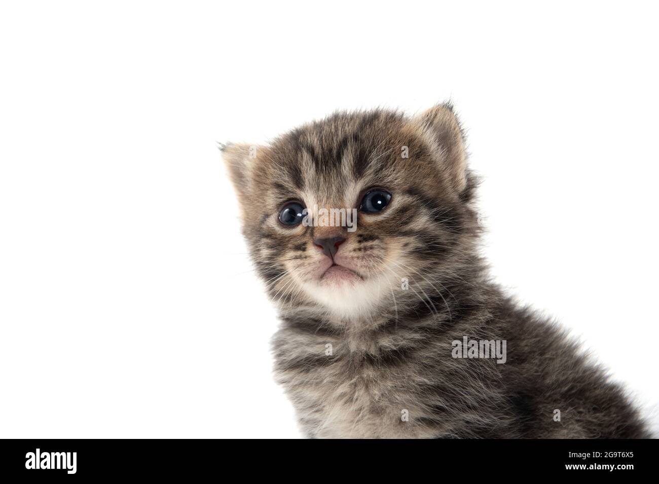 portrait de bébé mignon tabby chaton isolé sur fond blanc Banque D'Images