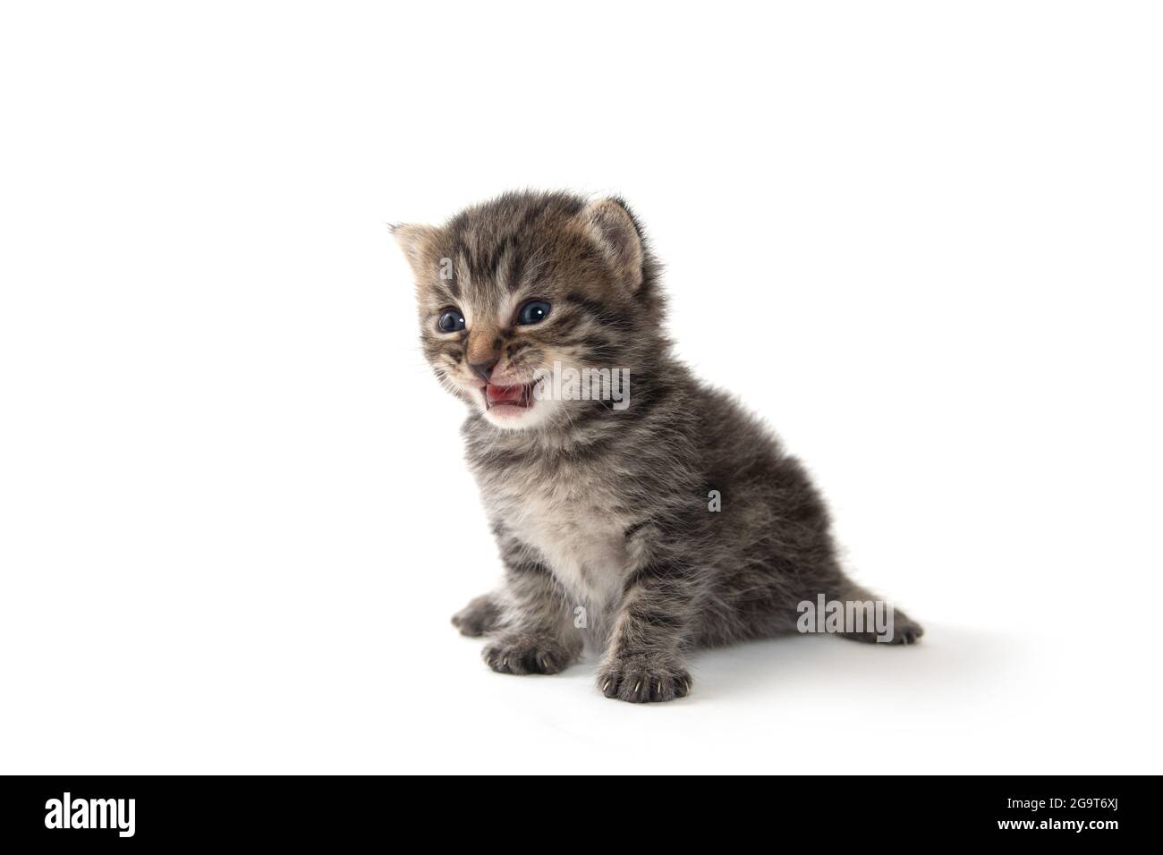 Mignon bébé nouveau-né tabby chaton pleurant et isolé sur fond blanc Banque D'Images