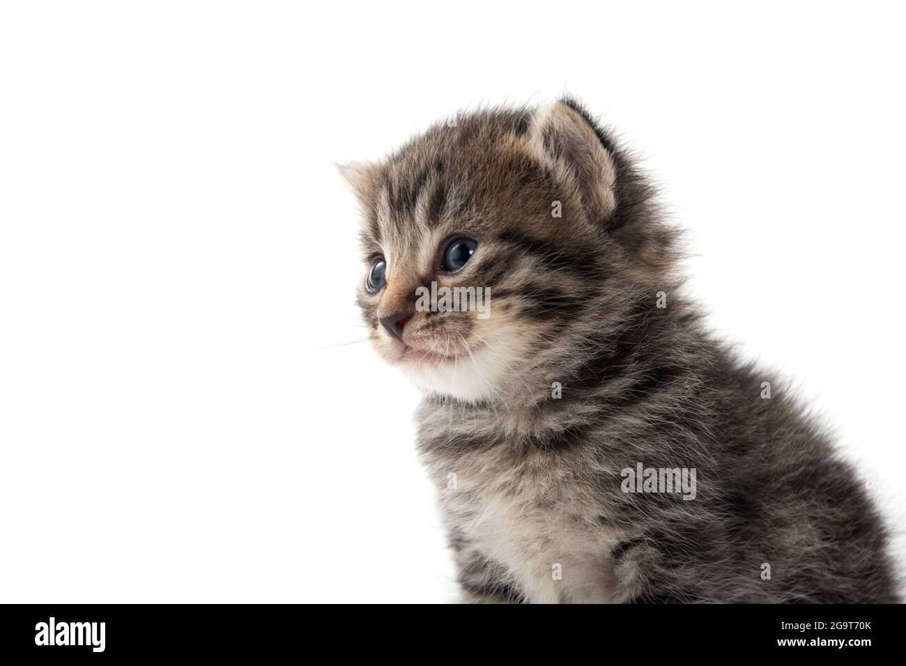 portrait de bébé mignon tabby chaton isolé sur fond blanc Banque D'Images