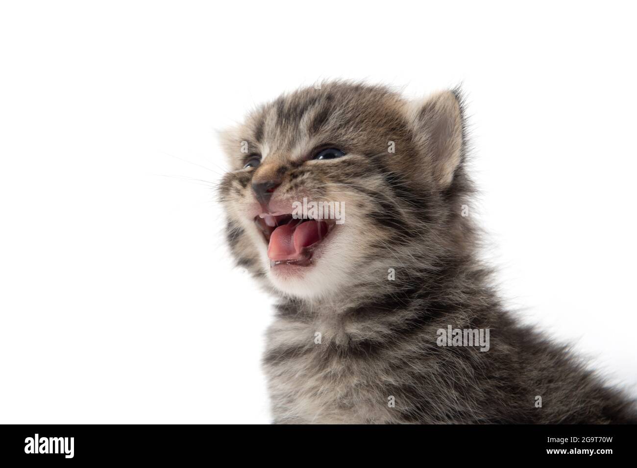 portrait de bébé mignon tabby chaton isolé sur fond blanc Banque D'Images