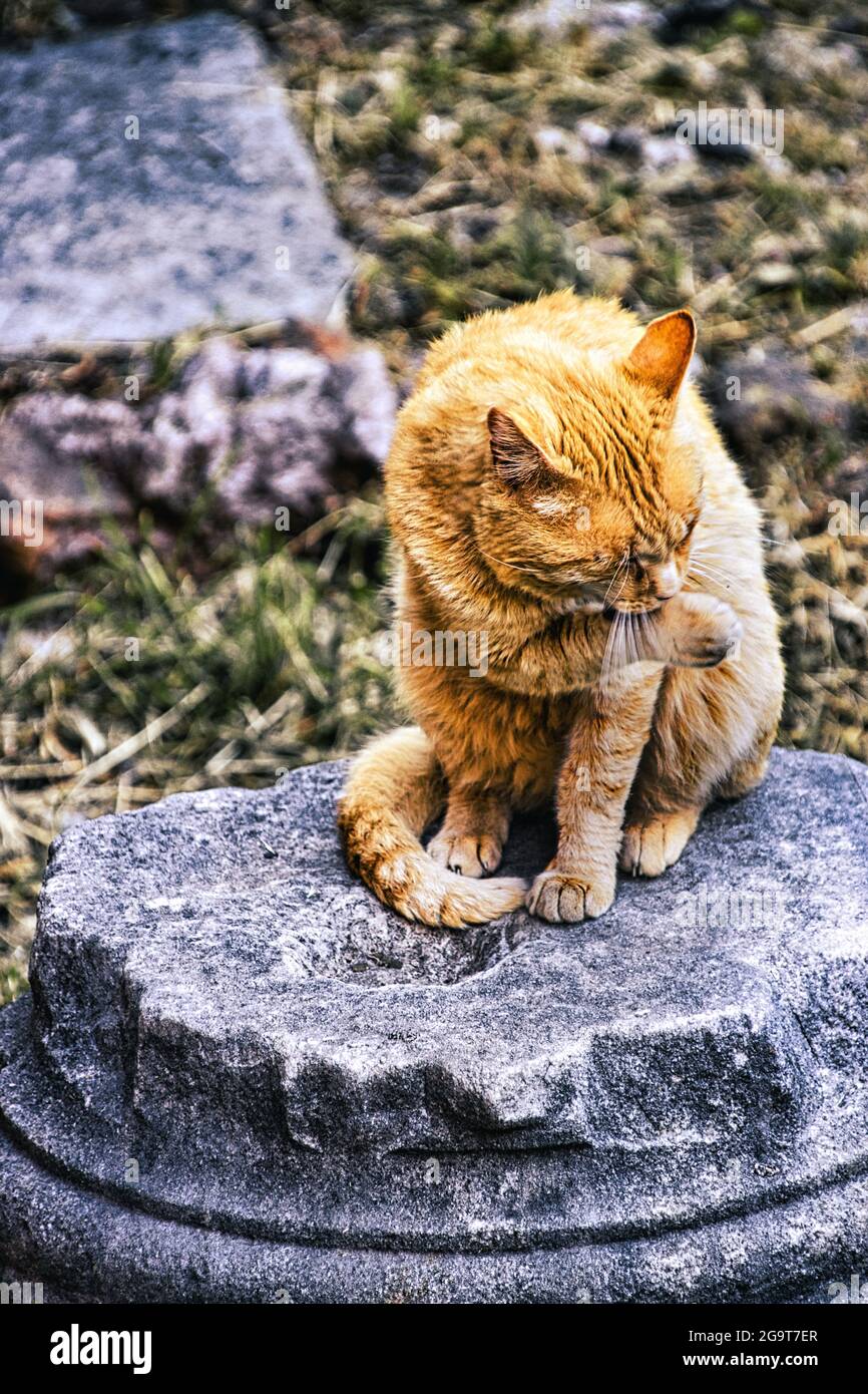 Un chat se trouve sur des ruines romaines classiques à Rome Banque D'Images