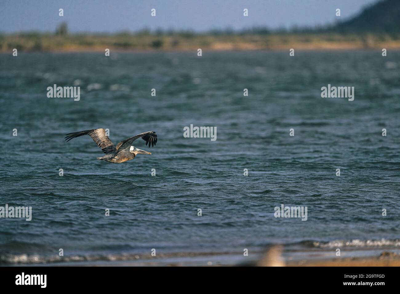 Pélican brun ou pélican gris, Pelecanus occidentalis, pélican brun, vole dans l'estuaire de la Cruz à Kino viejo, Sonora, Mexique. (Photo : Luis Gutie Banque D'Images