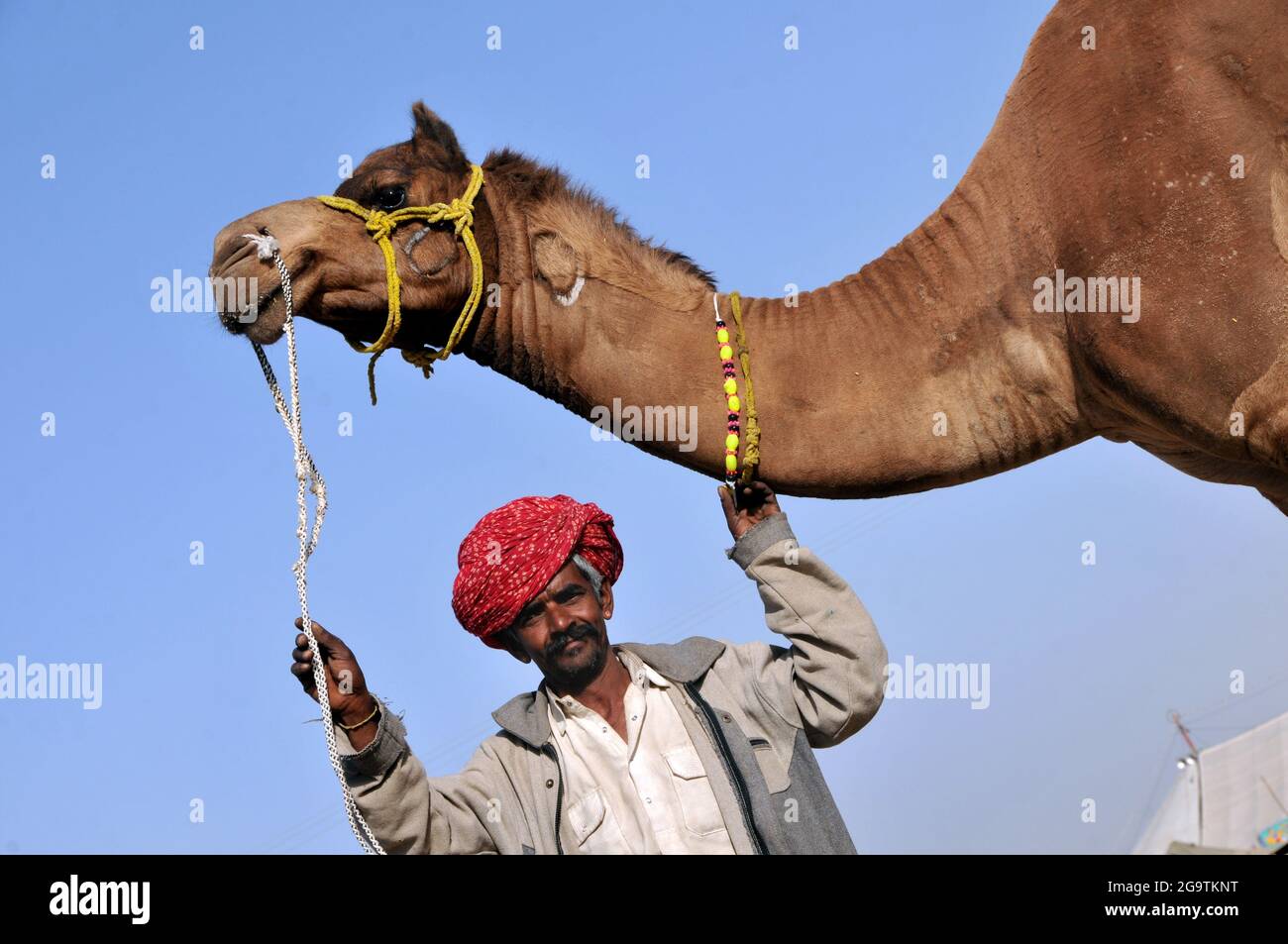 AHMEDABAD, INDE - 09 janvier 2016 : un homme moustaché tenant un chameau près de la bride à la Foire de Pushkar en Inde sous un ciel bleu clair Banque D'Images